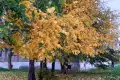 Четверг станет самым холодным днем недели в центральных и южных районах края
