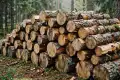 Двоих жителей юга Красноярского края будут судить за незаконную заготовку древесины