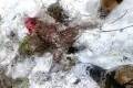 На юге Красноярского края медведи разгромили охотничье зимовьё и съели рысь