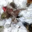 На юге Красноярского края медведи разгромили охотничье зимовьё и съели рысь