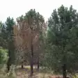 Опасный грибок угрожает кедрам южной части Западной Сибири