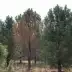 Опасный грибок угрожает кедрам южной части Западной Сибири