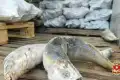 Жителя Шушенского обвиняют в обороте 28 тонн немаркированной рыбы