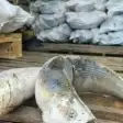 Жителя Шушенского обвиняют в обороте 28 тонн немаркированной рыбы