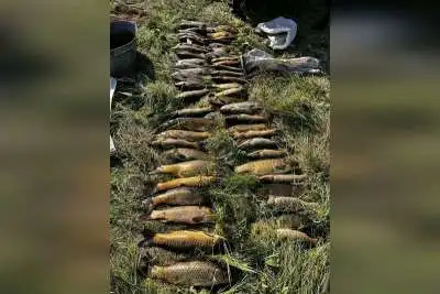 Жителя Курагинского округа будут судить за незаконный вылов 57 сазанов в нерест