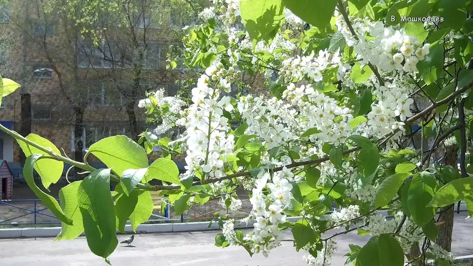 Минусинск 20 05 2021