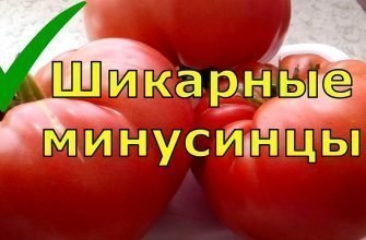 1654915868_maxresdefault-5870088-3157078-jpg