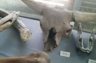 1656021689_maxresdefault-1003920-5266224-jpg