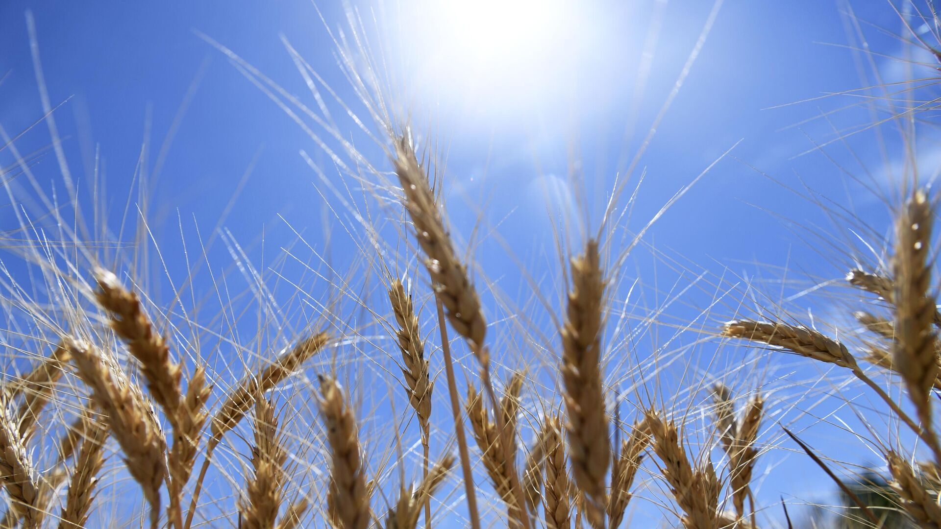 Ears of wheat 1802682194_07930721807_1920x0_80_0_0_0cd4e3234e7ab6d1624bb27174eeb404-6124940
