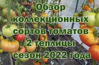 1660594806_maxresdefault-3448380-7736933-jpg